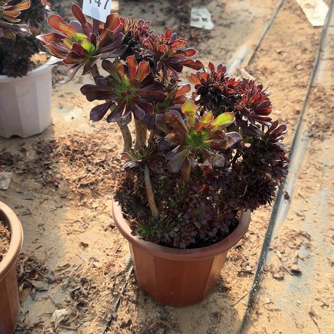 147黑法师有伤一颗