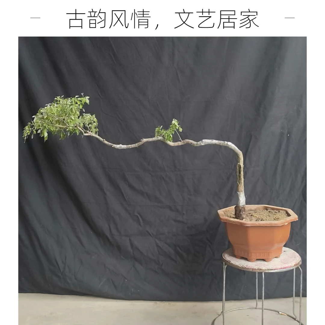 太行山脉小叶黄荆、崖荆、老桩。直播间下单，一物一拍，所见即所得