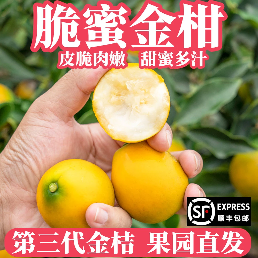正宗广西脆蜜金桔金柑第三代纯甜金桔无籽新鲜带皮吃水果现摘现发