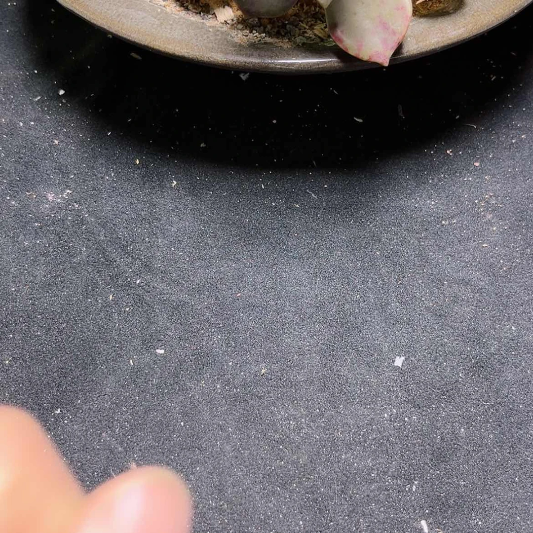 【闪购商品】瓷茶盏763