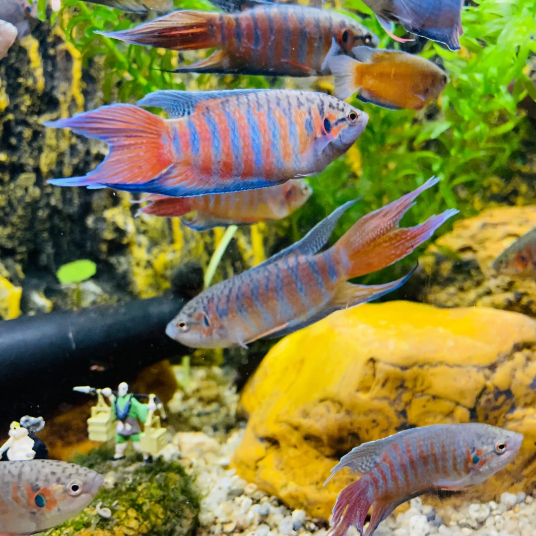 中国斗鱼巨普活体鱼淡水冷水小型观赏鱼耐养新手好养不用打菩萨鱼