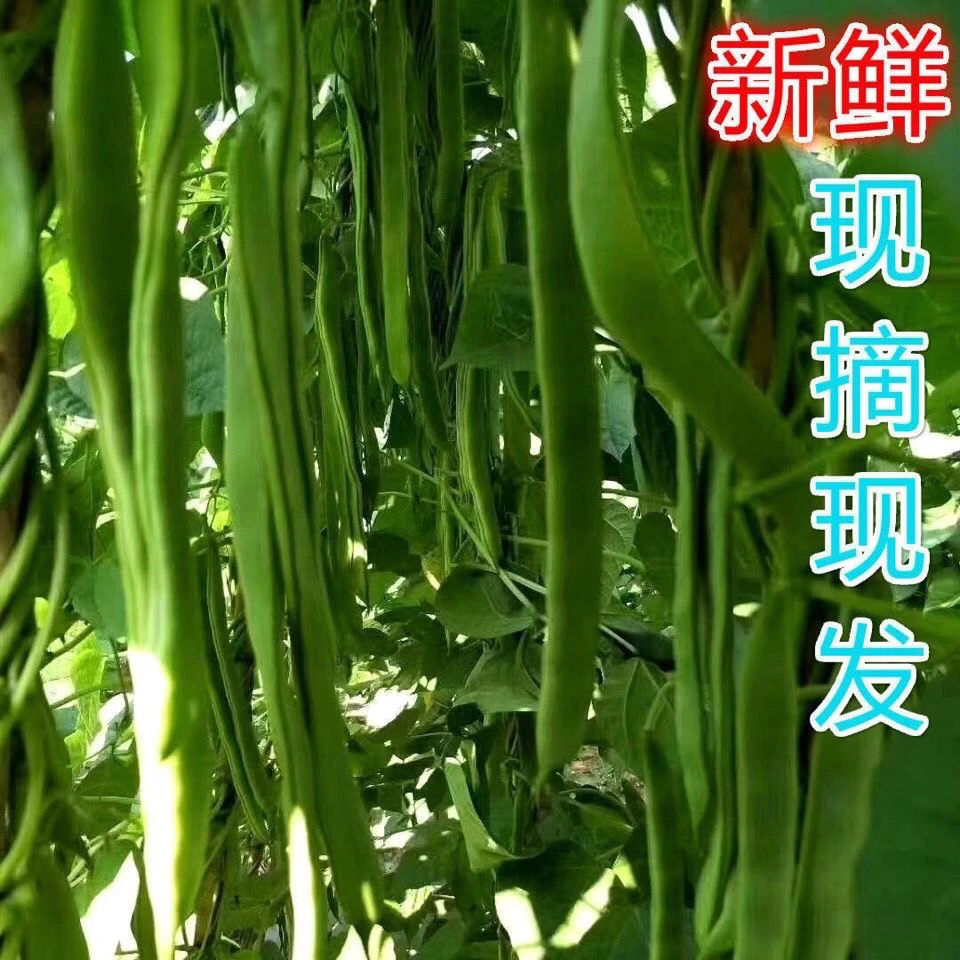 农家妈妈现摘现发3斤新鲜扁豆角芸豆角四季豆角扁芸豆农产品冷链