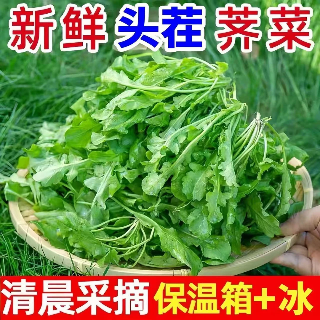 【京东冷链】农家妈妈现摘现发1斤野生新鲜荠菜荠荠菜地丁菜饺子馅