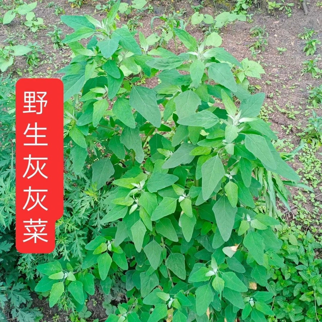 【京东冷链】农家妈妈现摘现发野生1斤新鲜灰灰菜灰叶菜蒸叶菜凉拌