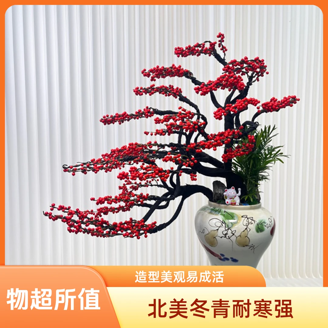 造型北美冬青桌面款 年宵花 客厅 办公室盆栽绿植 耐寒耐高温绿植