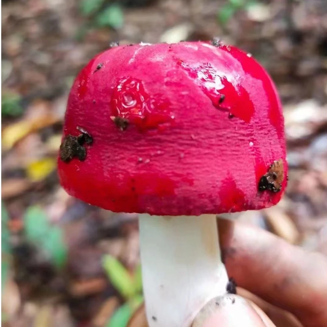 新鲜红菇/月子菇