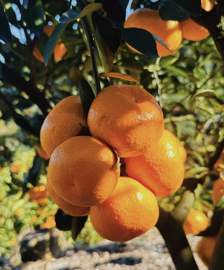 纯甜爆汁的沙甜桔一盒（2斤装）