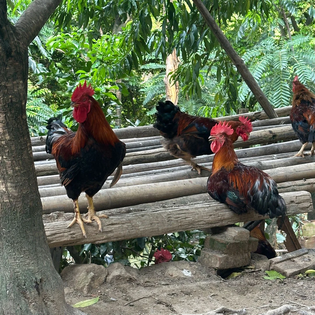 【懿迪笙精选】山上放养土鸡/土鸭/兔子/鸽子