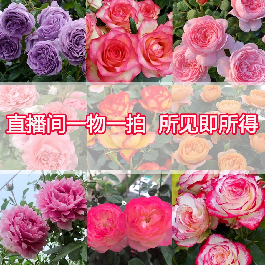 【秒拍】一物一拍月季灌木大花浓香多季节开花庭院阳台露天中苗