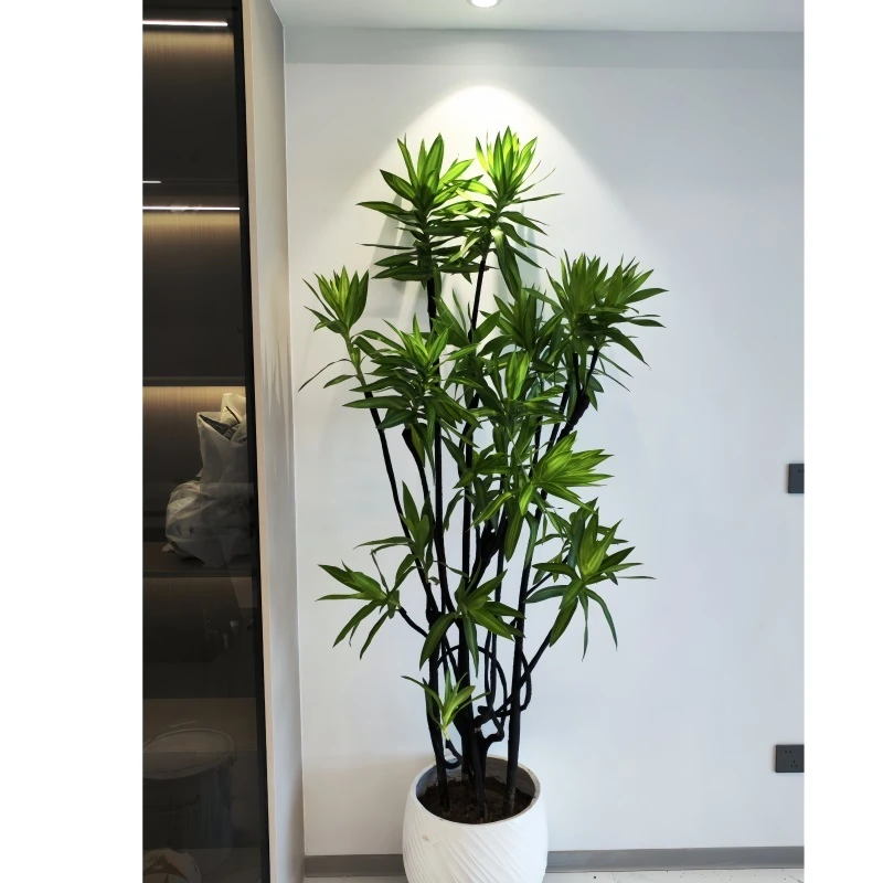 金心百合竹盆栽 大型盆栽室内盆栽 办公室盆景金边百合竹网红绿植
