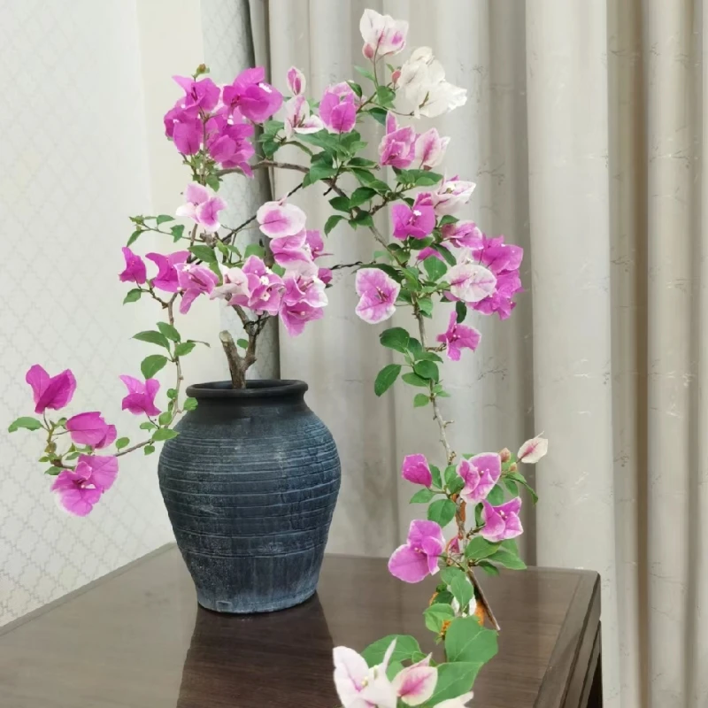 《多品种三角梅》～一物一拍～勤花爬藤