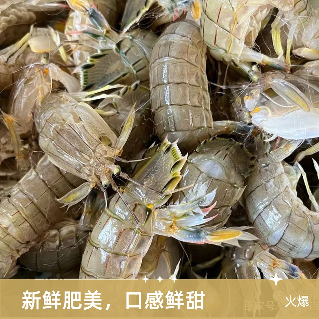 鲜活莱州黄毛皮皮虾,二斤装