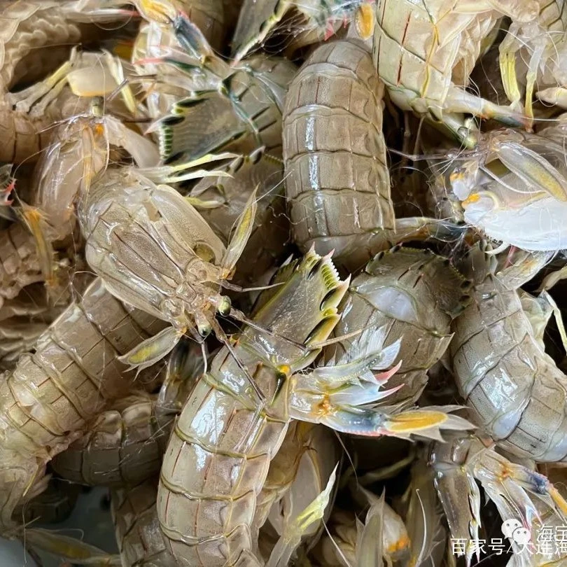 【黄毛爬虾 一斤】莱州爬虾（打氧活发，包肥不包活）