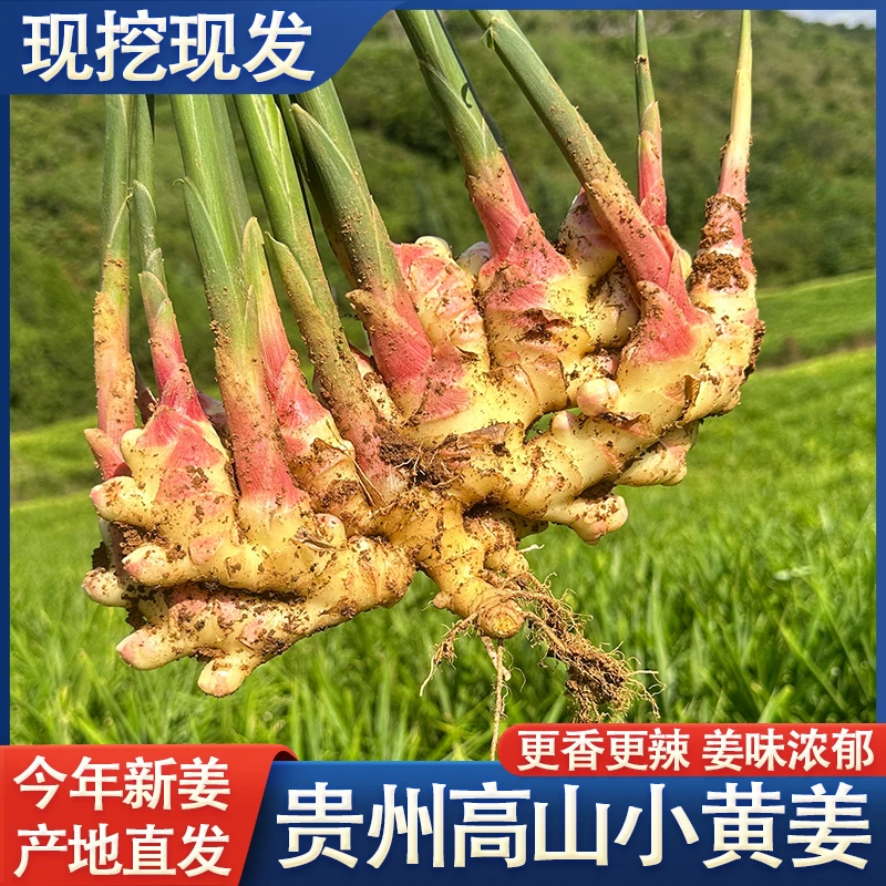 贵州小黄姜新鲜嫩姜嫩姜芽现挖红芽仔姜土特产当季新鲜小黄姜