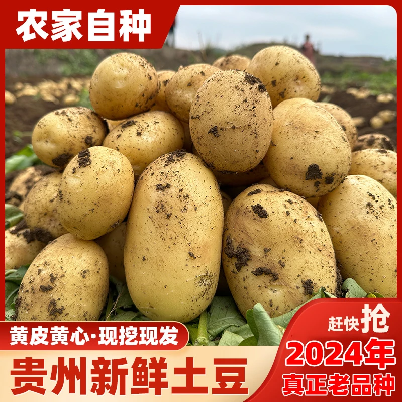 贵州新土豆黄皮黄心洋芋新鲜马铃薯黄肉土豆时令蔬菜小土豆焖土豆