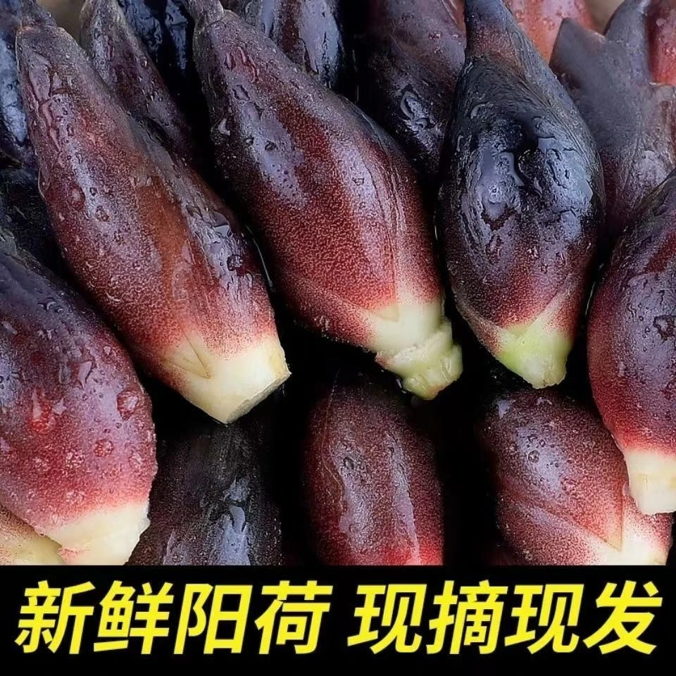新鲜洋荷姜现摘现发阳荷姜洋荷笋洋霍阳合姜洋火蘘荷洋河新鲜蔬菜