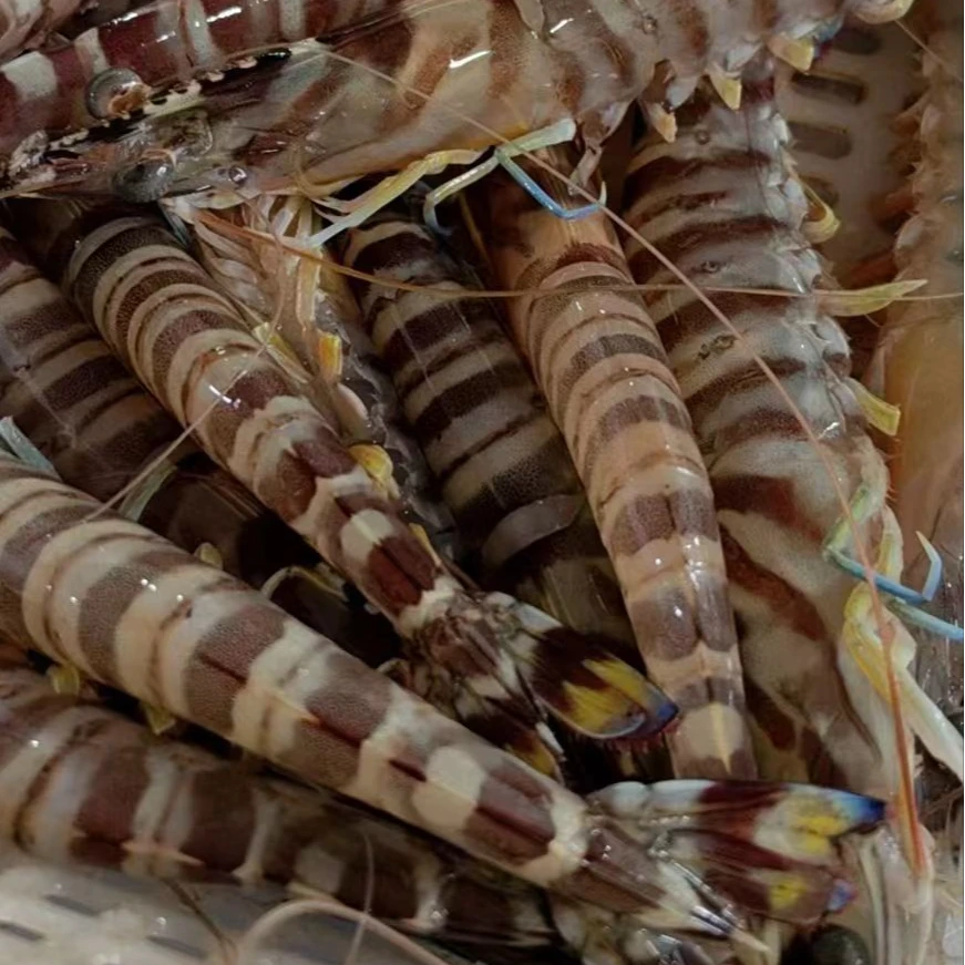 烟台竹节虾基围虾一斤16-20/只（2斤起拍）鲜活称重保鲜保肥不保活