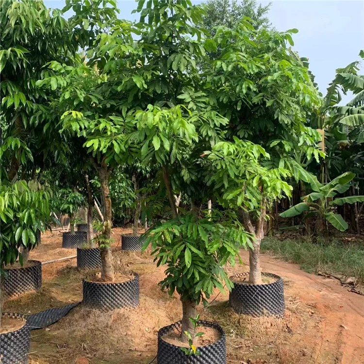 四季蜜龙眼树苗果树优质苗当年结果盆栽大果嫁接水果树苗