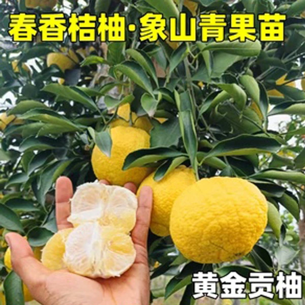 【南北可种 耐寒耐旱】黄金贡柚苗 鞭炮一响 黄金万两