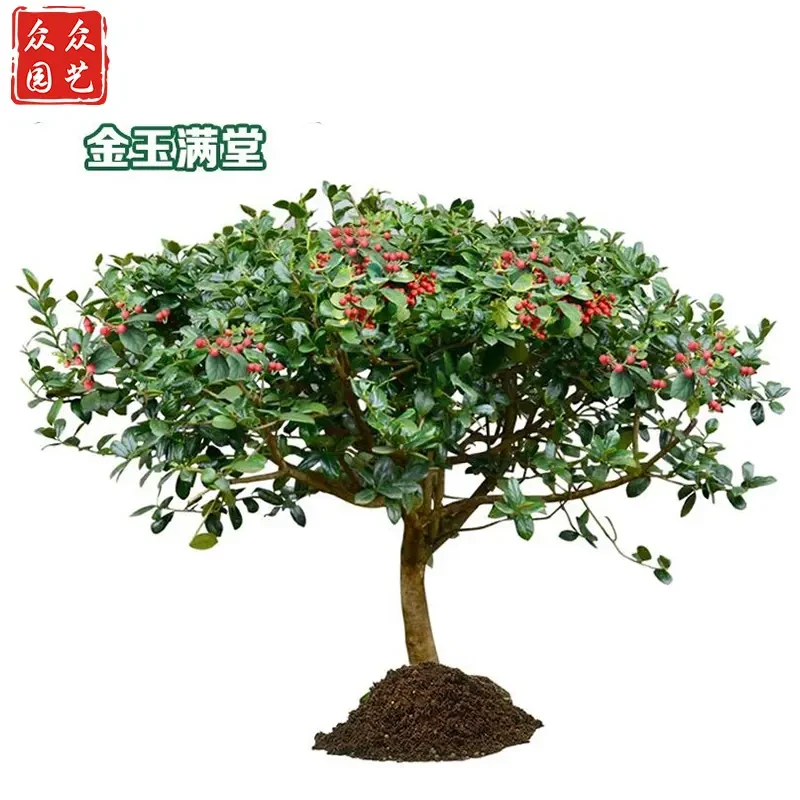 无刺枸骨球构骨树苗鸿运果四季常青北方庭院别墅花卉耐寒绿化苗木