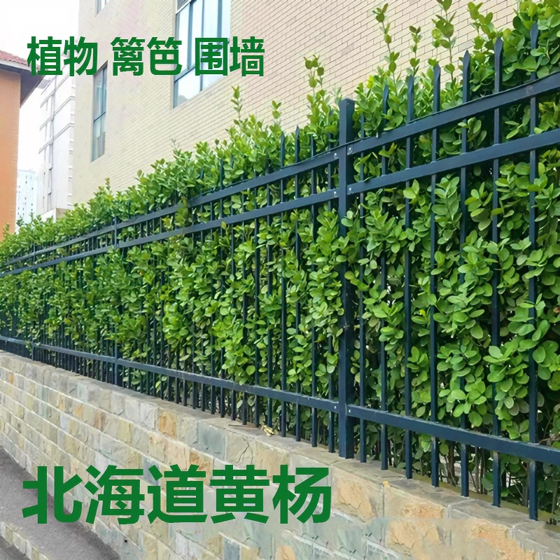 北海道黄杨树苗篱笆围墙植物大叶冬青四季常青庭院别墅直立绿化苗