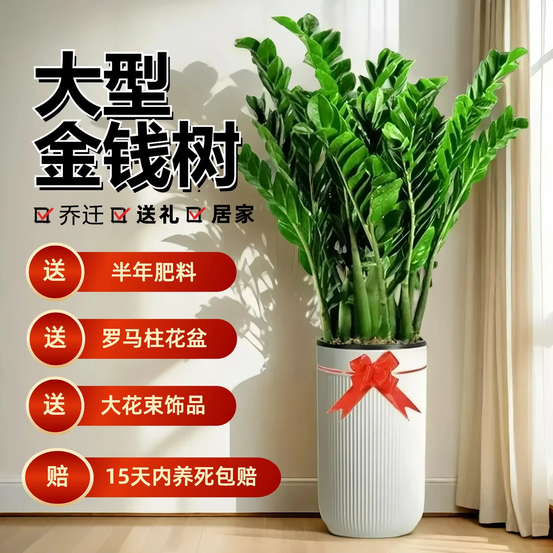 1米-1.2米精品金钱树盆栽懒人绿植净化空气四季常青常绿鲜活30