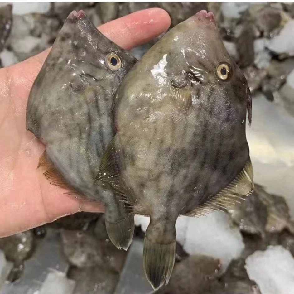 【开海福利】大圆迪 八卦迪 剥皮鱼 迪仔 单买或混搭满5斤广东包邮