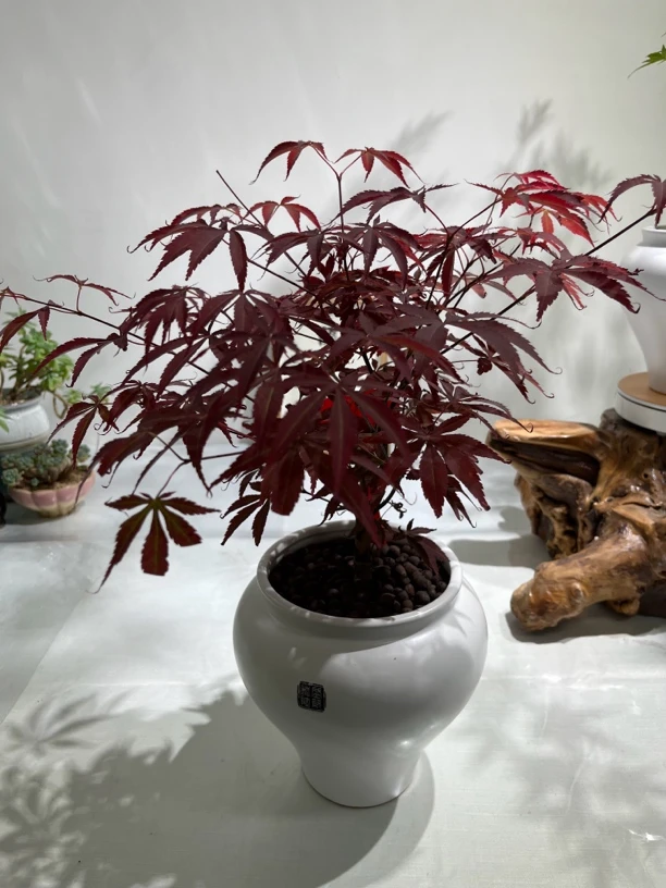 红枫｜一款治愈的植物