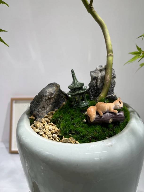 精品黄金流泉枫｜室内绿植推荐
