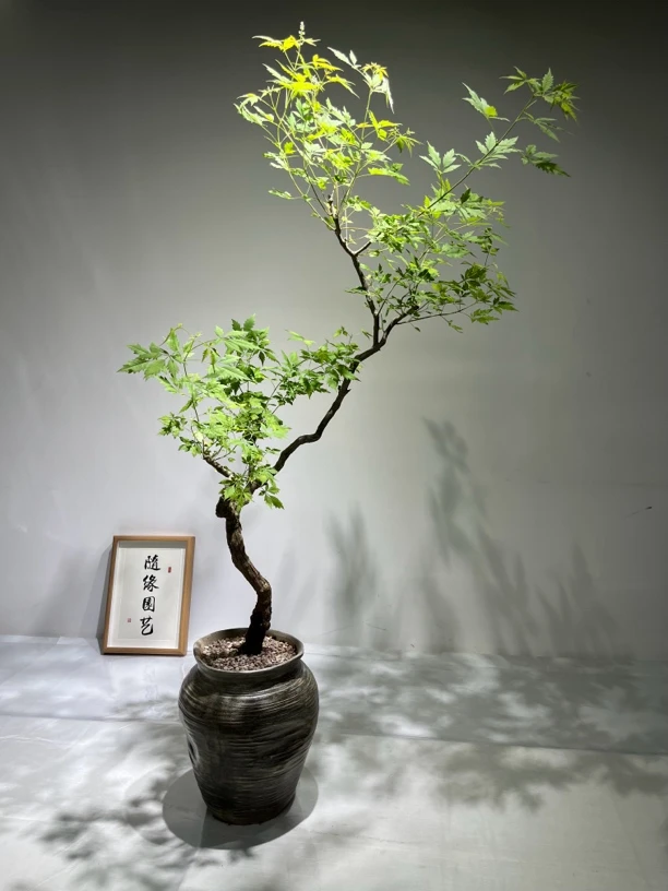 海岛黄荆｜游龙造型桩