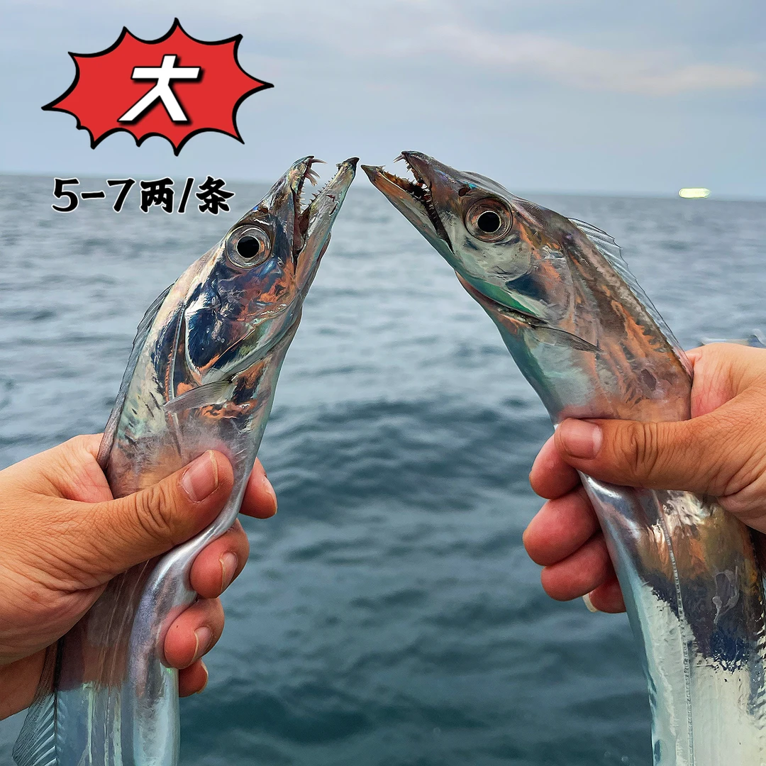 【阿宋来了】5-7两/条 小眼油带鱼 海钓带鱼 新鲜超低温船冻锁鲜
