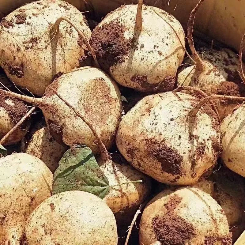 新鲜贵州品种地萝卜白薯凉薯新鲜现挖白地瓜蔬菜水果沙葛地雪梨