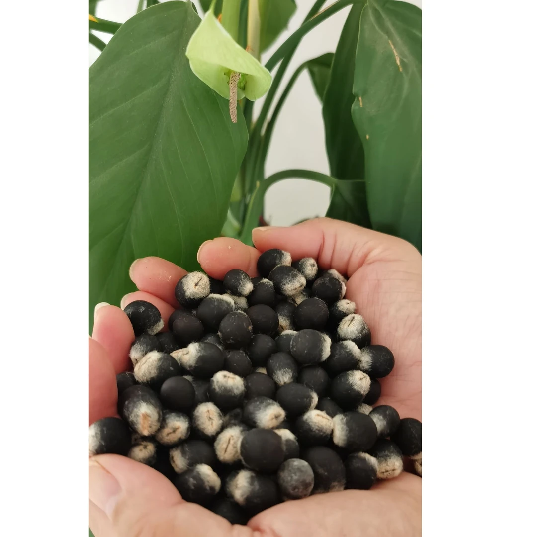 《甜多多》无患子原子/大小不挑/直播间随机发货