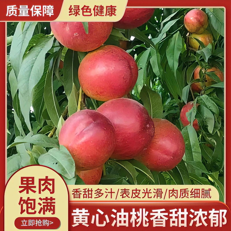 【坏果包赔】山西运城露天新鲜黄心油桃脆甜皮薄多汁现摘现发5斤