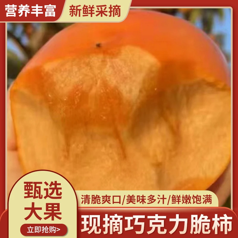 山西运城新鲜采摘无核巧克力阳丰脆柿子5斤脆甜不涩