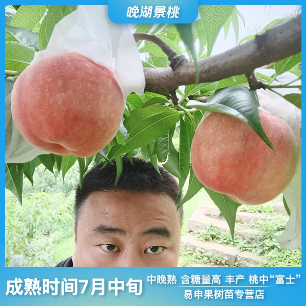 晚湖景果树嫁接苗