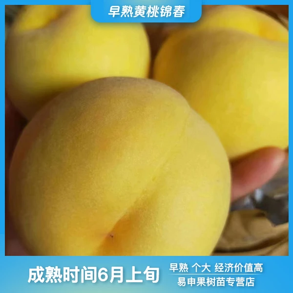 早熟锦春黄桃果树嫁接苗