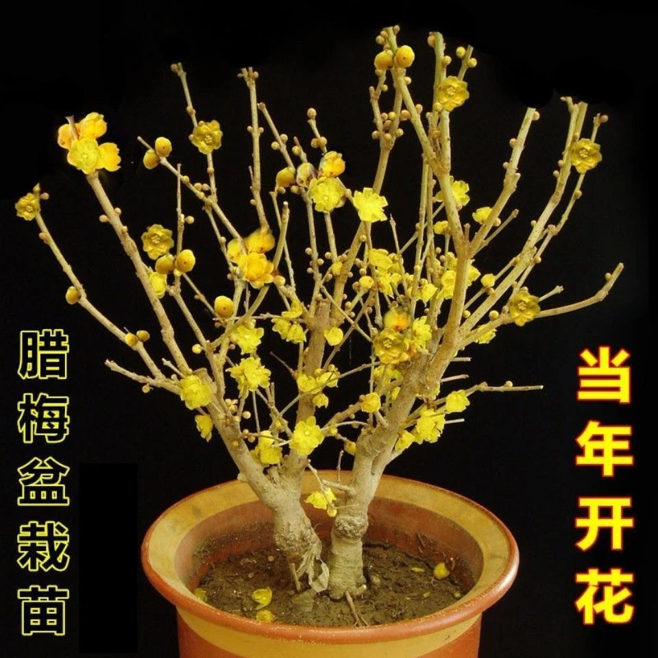 腊梅花树苗盆栽地栽室内阳台庭院浓香花卉素心梅老桩盆景耐寒植物