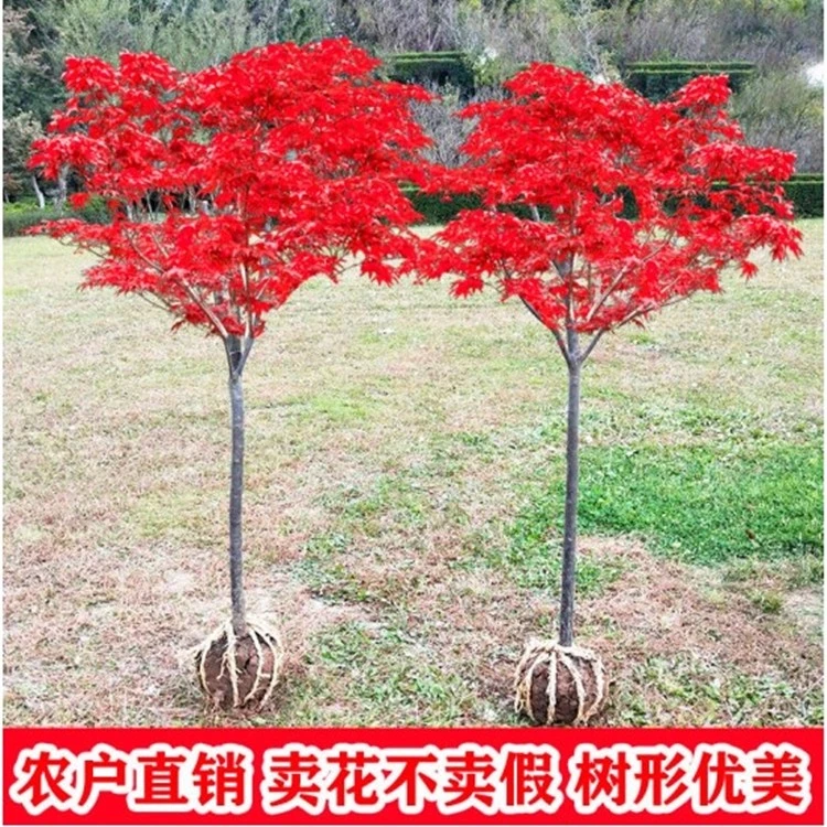 红枫树苗日本红枫红舞姬三季红中国红美国红枫苗红枫盆栽苗