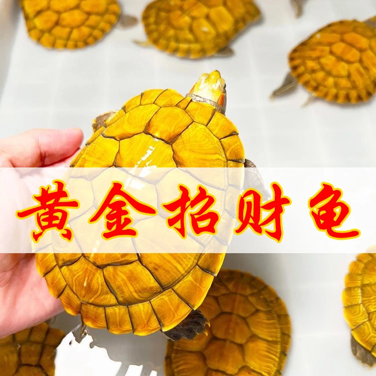 活体黄金小乌龟好养活特大迷你招财情侣龟宠物龟活物巴西龟观赏龟