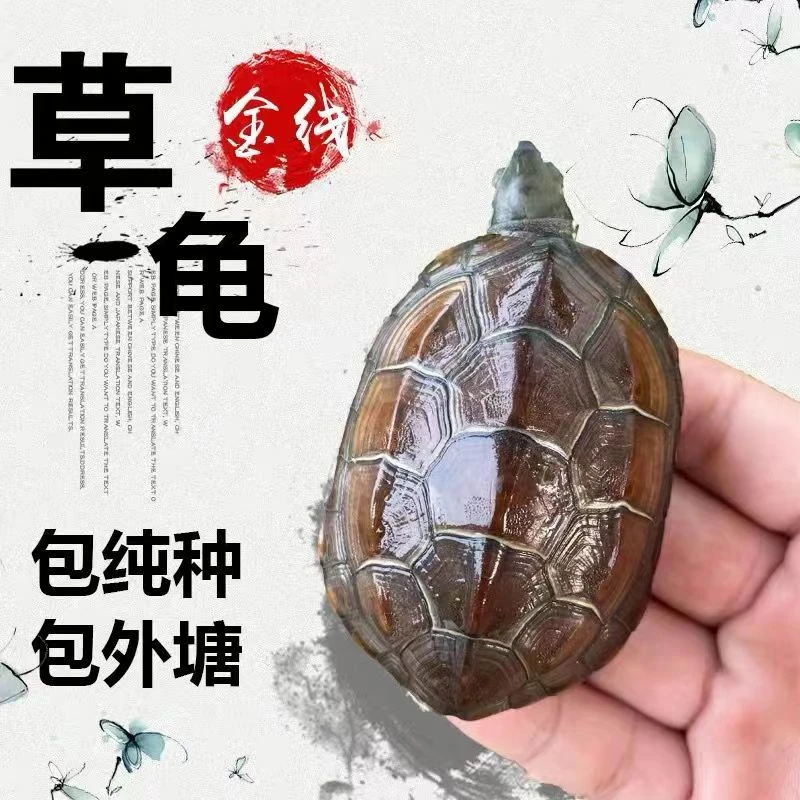 中华草龟长寿龟宠物龟金线龟纯种墨龟活的可爱小乌龟活体互动