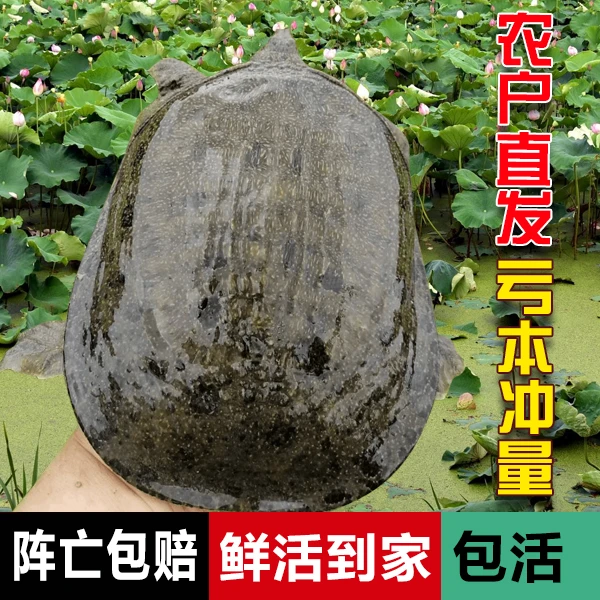 农户直发生态老甲鱼外塘散养包邮发货鲜活到家青背白底公母混发