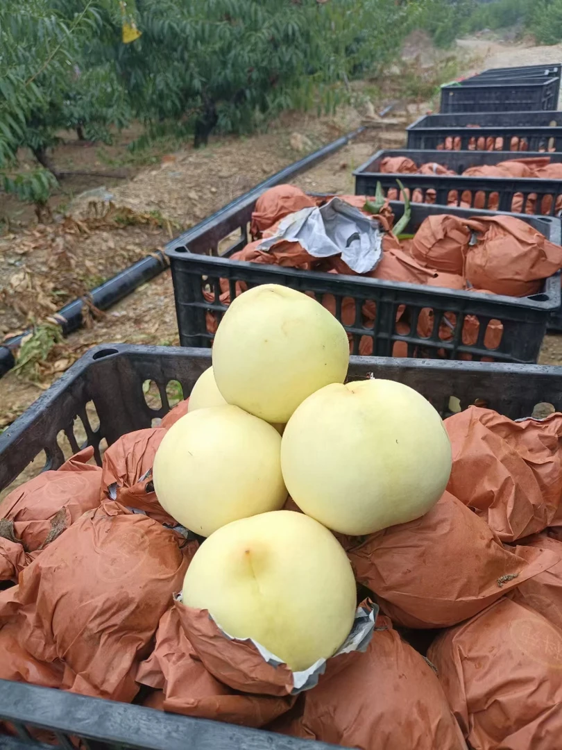 湖南麻阳冬桃雪桃白桃香脆甜新鲜水果现摘现发当季 5斤10斤非黄桃