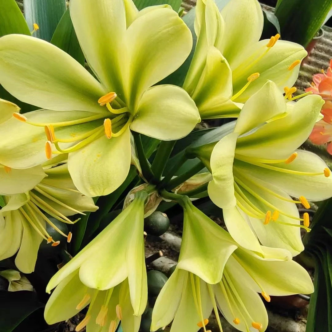 绿花君子兰5叶-6叶小苗专属链接