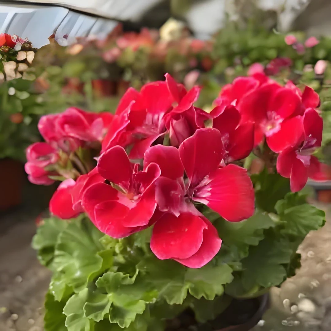 红宝石天竺葵室内观赏盆栽花卉