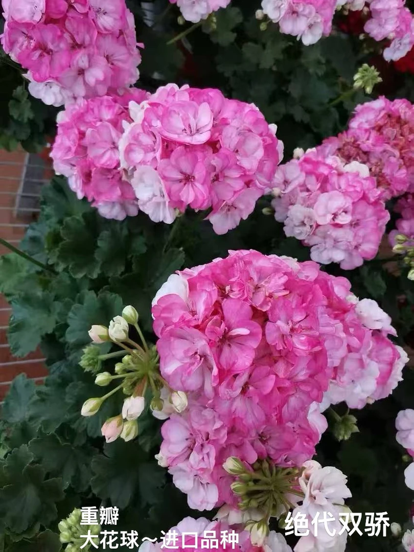绝代双骄大花球琴花【福利款】
