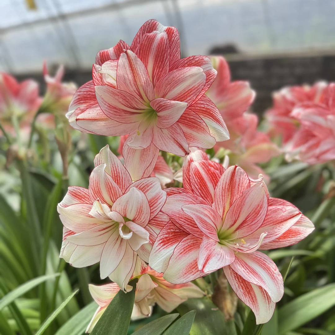 【白鹿原】包对版  自育双色朱顶红种球裸根默认有花叶