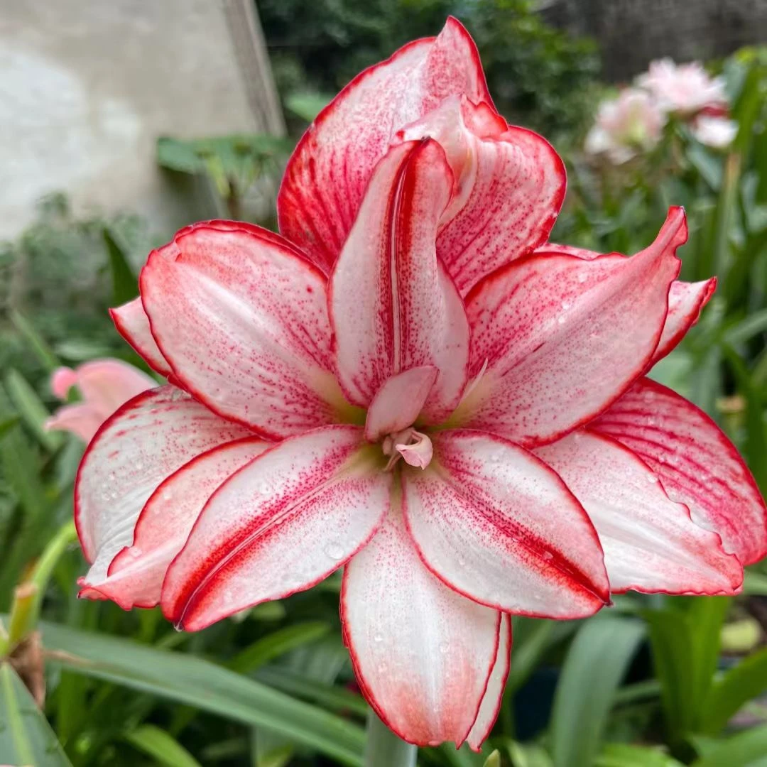 包对版【白肋鬼魅5cm】重瓣朱顶红自然球小苗默认有花叶