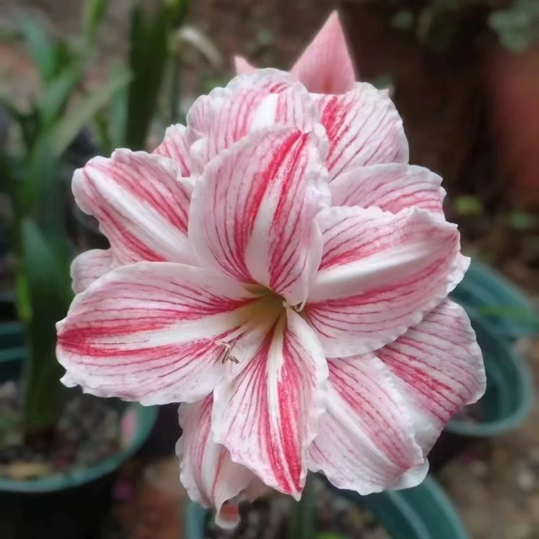 包对版【凯瑟琳】澳朱朱顶红种球裸根培养默认有花叶