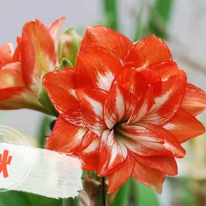 【秋】包对版  台朱朱顶红种球裸根包对版